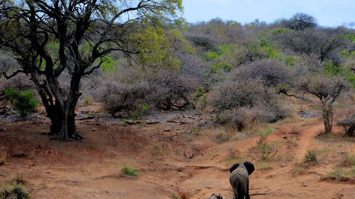 African savanna trees